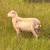 Female Sheep 3 thumbnail