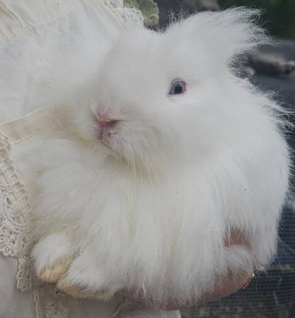 Adorable Baby Angora Bunnies (Beatrice/DeWitt)63857444923905122
