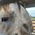 2yr old horse 7 thumbnail