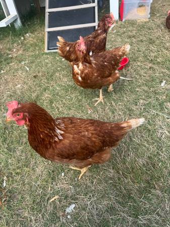 Chicken 1