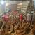CHICKENS PULLETS 1 thumbnail