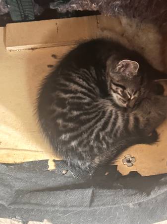 Rehoming kittens (Brighton)63912908211843124
