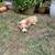 Pembroke Welsh Corgi 8 thumbnail