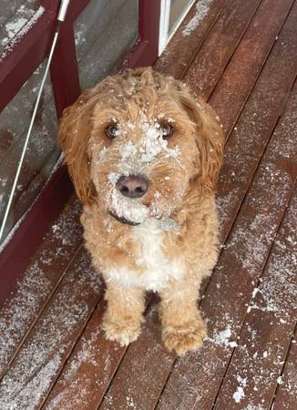 Pato Doodle Desaparecido (Dover)63843455594881122