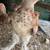 30+ blue salmon Brahma pullets 5 roos 9 thumbnail