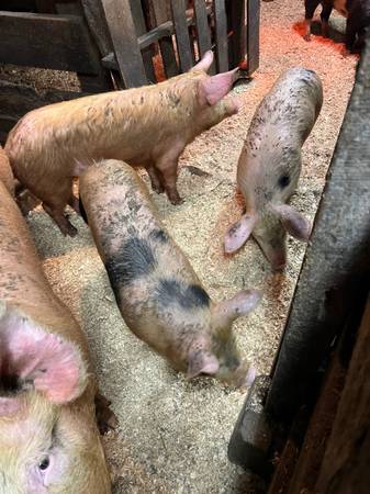 Piglets63373501496321121