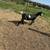 Nigerian Dwarf Doe 3 thumbnail