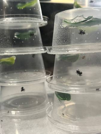 Bold Jumping Spider babies! 1