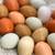 Farm-Fresh Eggs – Clermont, FL (Pickup Only) 1 thumbnail