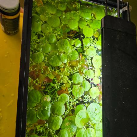 Free frogbit bayview wi 1