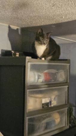 Big grey and white cat needs new home asap - pets - craigslist