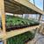 Warrenton Plants Nursery Nurseries 16 thumbnail