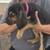 Bloodhounds 6 thumbnail