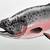 Original Rainbow Trout - Hand-Signed 11x8 Watercolor & Ink Illustratio 3 thumbnail