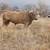 Highland bull breeding services 5 thumbnail