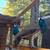 Peacocks 4 thumbnail