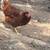 Chickens 6 thumbnail