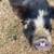 Kune Kune pigs 4 thumbnail