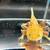 Axolotls 6 thumbnail