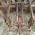 IH Disk. 12 foot. IH 470 cutting disk 12 thumbnail