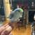 Parrotlets 3 thumbnail