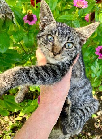 Beautiful Kittens (Chelsea)63875423430785120