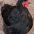 Friendly 9-Month-Old Black Cochin Rooster 2 thumbnail
