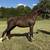 ASPC/AMHR registered Miniature horse colt 2 thumbnail