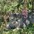Kittens need rehoming 1 thumbnail