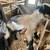 Nigerian dwarf bucklings 1 thumbnail