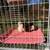 2 Guinea Pigs and cage 3 thumbnail