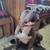 American Bully Puppies 3 thumbnail