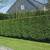 PRIVACY TREES, EMERALD ARBORVITAE, LEYLAND CYPRESS, WE DELIVER FAR! 1 thumbnail