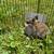 Rabbits available 8 thumbnail