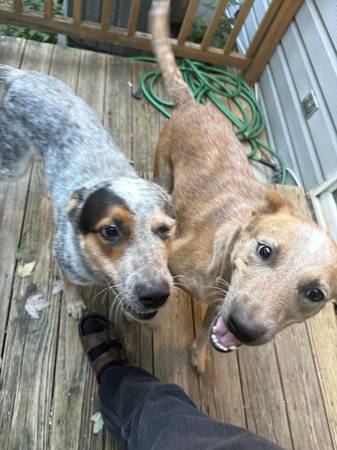 Two young Australian Cattle dogs up for adoption 1