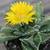 1 gallon Faucaria  tigrina (Tiger Jaws)  for $4 3 thumbnail