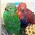 Eclectus 4 thumbnail