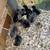 Chicks 4 thumbnail