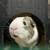 Guinea pig Male (Savethepetz) 18 thumbnail