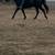 Gaited cross Gelding 7 thumbnail