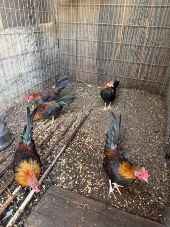 Bantams 1