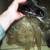 TWO WIGS Dark Hair Base and Blonde Long Wig LOT Costume Fashion 2 thumbnail