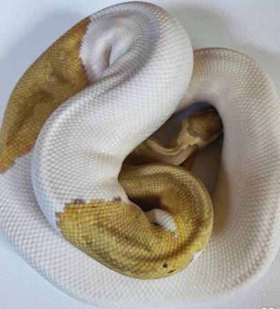 Pie bald python 1