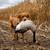 GUIDED GOOSE HUNTS WITH MATT'S GUIDED GOOSE HUNT'S 3 thumbnail