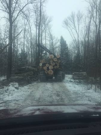 Timber Buyer (Looking For Standing Timber)All paid Up Front 1