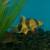Short body clown loaches 2 thumbnail