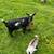 Nigerian dwarf goat in milk 2 thumbnail