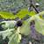 Big size very sweet Fig tree purple, Organic and Healthy 3 thumbnail