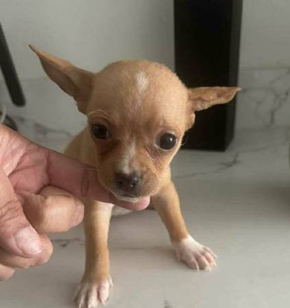 Precious Chihuahua Pup 1