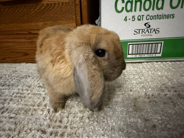 We are looking to rehome our beautiful kids Nora(Female) and Sunny(Male) 6 month (Concord)63909865519747123